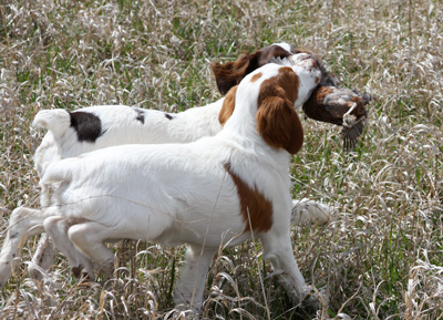 Maggie and Nellie retreaving