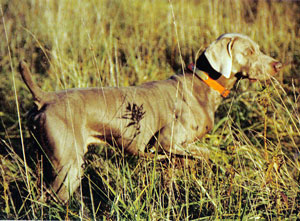 NFC NAFC DC AFC Snake Breaks Saga V. Reiteralm CD,MH,RDX,VX2,FROM (Saga)