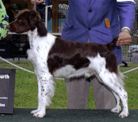 Ch Sanbar's Crosscreek Uptown Call (Town)