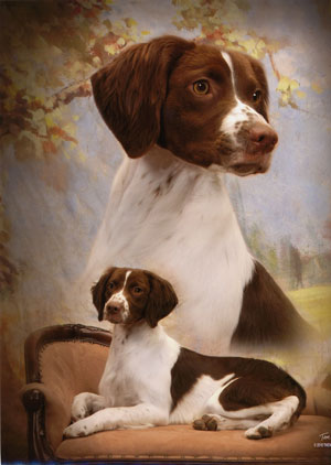 Sanbar-Rocklan&rsquo;s Tuxedo Junction (Tux)