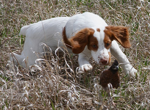 Future Sanbar Kennels Champs